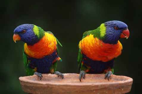 blue geeen and orange parrot